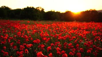 Field poppies sunset light. Red poppies flowers bloom swaying close up from wind in meadow. Concept nature, environment, ecosystem. video