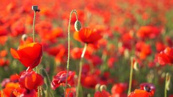 A field of red poppies is in full bloom. The flowers are scattered throughout the field, creating a beautiful and vibrant scene. The bright red color of the flowers contrasts with the green grass. video