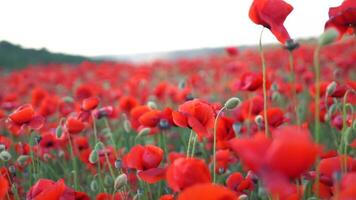A field of red poppies is in full bloom. The flowers are scattered throughout the field, creating a beautiful and vibrant scene. The bright red color of the flowers contrasts with the green grass. video