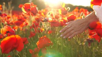 een vrouw hand- is aanraken klaprozen bloemen. de bloemen zijn in vol bloeien en de zon is schijnend helder Aan hen. de tafereel is vredig en sereen. video