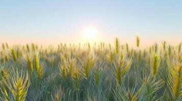 Wheat field under a bright blue sky. Ripening grain stalks in a clear sunny environment. Concept of agriculture, harvest, farming, and food production photo