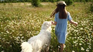 content fille des promenades chien dans Marguerite champ. campagne Extérieur marcher avec animal de compagnie. habillé dans une bleu robe et une paille chapeau. video