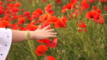 Girl is reaching out to a field of red flowers. The flowers are in full bloom and are scattered throughout the field. Concept of peace and tranquility. video