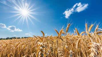 Golden wheat field under a bright blue sky with the sun shining. Ripening grain stalks in a clear sunny environment. Concept of agriculture, harvest, farming. Space for text photo