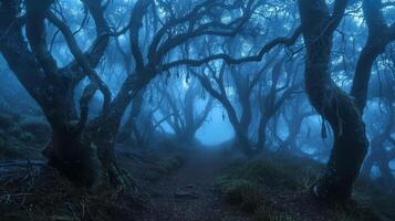 Mystical forest with foggy path. Concept of nature, atmosphere, mystery, Halloween night, and wilderness photo