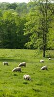 Sheep grazing in a misty meadow surrounded by forested mountains. Flock of sheep in a serene, foggy landscape. Rural scene, nature, agriculture, pastoral tranquility concept. Vertical photo