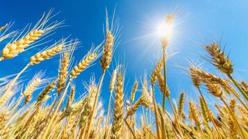 Golden wheat field under a bright blue sky with the sun shining. Ripening grain stalks in a clear sunny environment. Concept of agriculture, harvest, farming, and food production photo