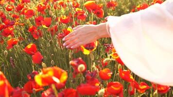 A woman's hand is touching poppies flowers. The flowers are in full bloom and the sun is shining brightly on them. The scene is peaceful and serene. video