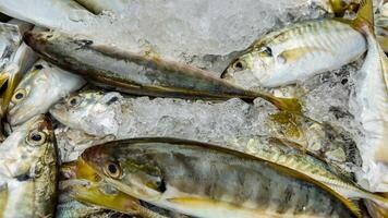 Fresh assorted seafood with mackerel and other fish on crushed ice, suitable for culinary themes, seafood markets, and Lent dietary concepts photo