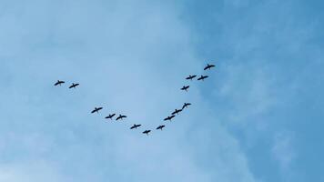 Flock of birds flying in V formation against a tranquil blue sky, symbolizing migration and freedom, ideal for themes about nature and World Migratory Bird Day photo