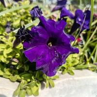 Purple petunia flowers with green leaves in garden photo