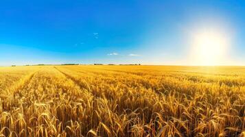 Golden wheat field under a bright blue sky with the sun shining. Ripening grain stalks in a clear sunny environment. Concept of agriculture, harvest, farming. Space for text photo