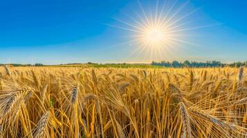 Golden wheat field under a bright blue sky with the sun shining. Ripening grain stalks in a clear sunny environment. Concept of agriculture, harvest, farming. Space for text photo