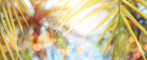 Bright tropical background with palm leaves, ocean with bokeh effect on sunny day. Vivid foliage under sunlight. Concept of summer vibe, nature's beauty, vacation. Wide tropical banner. Copy space photo