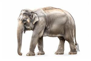 Asian Elephant isolated on a white background. Cute Elephant standing alone. Concept of wildlife, animal portraits, zoology and conservation. photo