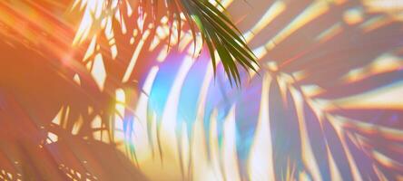 Iridescent palm leaf with vibrant spectrum of colors casting intricate shadows on colorful soft background. Concept of nature, light effects. Bright wallpaper. Mockup for design. Space for text. photo