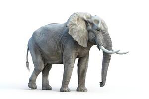 Elephant in realistic detail on a pure white backdrop. Lifelike portrayal of an elephant. Concept of animal study, wildlife, and natural depiction. photo