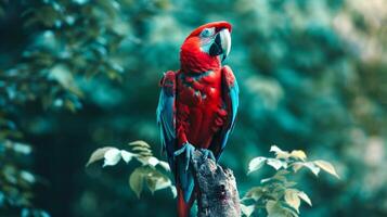 Vibrant red and blue parrot perched on a branch. Concept of exotic bird, wildlife, tropical nature, avian, macaw photo
