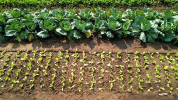 Organic vegetable garden with rows of young lettuce and mature cabbage plants, ideal for sustainable farming and Earth Day concepts photo