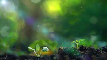 spring comes with-soil-seeds-to-take-root video