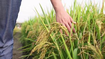 back view of-woman-running-in-wheat-field video