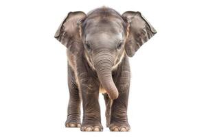 Cute baby Elephant isolated on a white background. Adorable Elephant. Concept of wildlife, animal portraits, and conservation photo