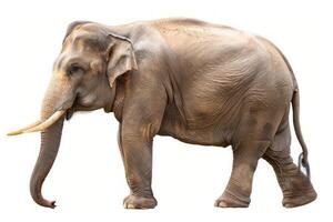 Elephant in realistic detail on a white backdrop. Lifelike portrayal of an elephant. Concept of animal study, wildlife, and natural depiction. photo