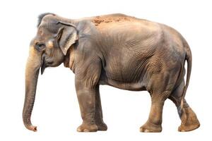 Elephant isolated on a white background. Cute Elephant standing alone. Concept of wildlife, animal portraits, zoology and conservation. photo