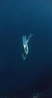apnéiste femme plongées sous-marin dans transparent Profond océan. plongée libre formation dans bleu mer video