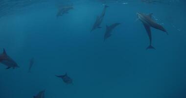 Delfine pod Schwimmen unter Wasser im Blau Ozean. Delfin Familie unter Wasser video