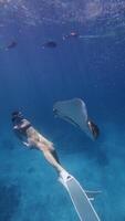 donna tuffatore nuotate subacqueo con Stingray pesce nel tropicale blu mare. verticale metraggio video