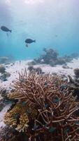 tropical récif avec coraux et exotique des poissons sous-marin dans bleu mer video