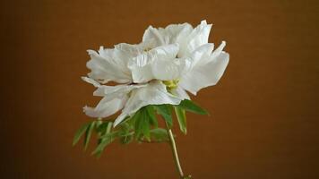 blanco árbol peonía flor, aislado en marrón antecedentes video