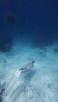 femme apnéiste nager sous-marin sur Profond dans tropical mer. plongée libre avec palmes dans bleu océan video