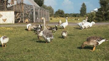 A flock of domestic geese on the farm video