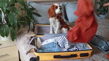 Cavalier King Charles Spaniel puppy sits in a yellow suitcase, watching as the owner throws things into the suitcase video