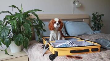 The puppy sits in a yellow suitcase, watching as the owner packs her suitcase for a trip video