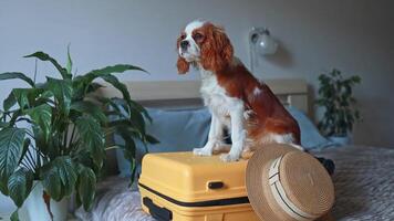 Close-up Cavalier King Charles Spaniel puppy sitting on a yellow suitcase on a bed in an apartment, traveling with a pet video