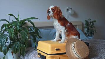 Nahansicht Kavalier König Charles Spaniel Hündchen Sitzung auf ein Gelb Koffer auf ein Bett im ein Wohnung, Reisen mit ein Haustier video