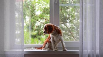 Dog Cavalier King Charles Spaniel on the windowsill looking out the window waiting for its owners video