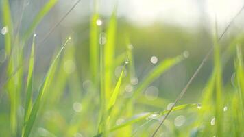 Frais vert herbe avec rosée gouttes clips, rosée gouttes sur vert herbe images, pluie gouttes sur vert herbe . fermer 4k video