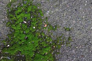Road asphalt texture. Bitumen structure with moss. photo