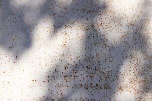 Sun Rays on White Rusty Paint Wall Texture photo