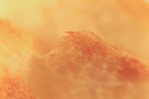 Pulp of bread macro closeup. Texture background. Slice section. photo