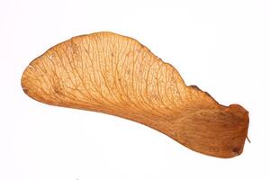 Maple Seed Macro Closeup. Isolated. White Background. photo