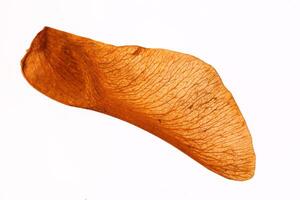 Maple Seed Macro Closeup. Isolated. White Background. photo