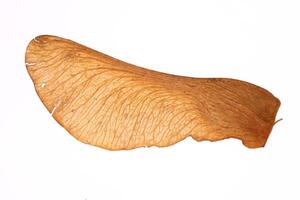 Maple Tree Seed Macro Closeup. Isolated. White Background. photo