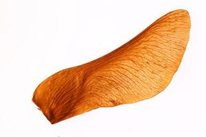 Maple Tree Seed Macro Closeup. Isolated. White Background. photo