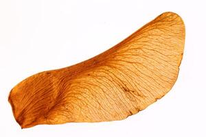 Maple Seed Texture Macro Closeup. Isolated. White Background. photo