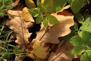 Dry leaves with first springs. Forest autumn background. photo